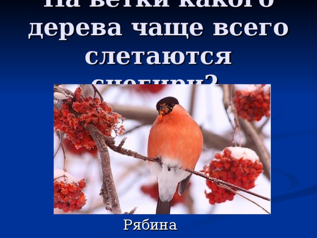На ветки какого дерева чаще всего слетаются снегири? 