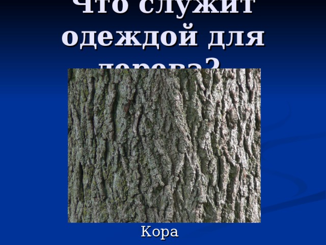 Что служит одеждой для дерева? 