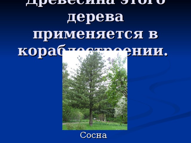 Древесина этого дерева применяется в кораблестроении. 