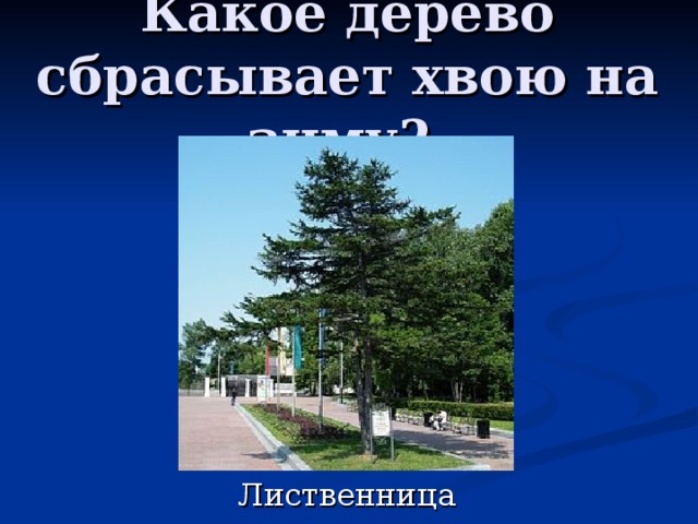 Какое дерево сбрасывает хвою на зиму? 