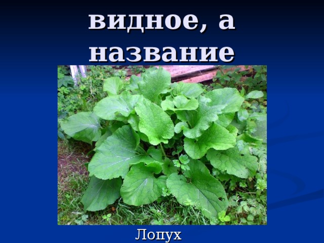 Растение видное, а название обидное. 