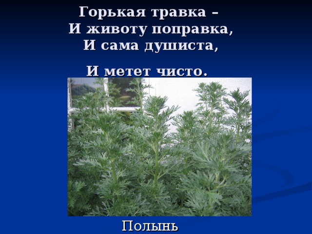 Травка род. Горькая травка к животу поправка и сама душиста и метёт чисто. Травка свисает. Травка душистая сероватого цвета. Готовый план травки.