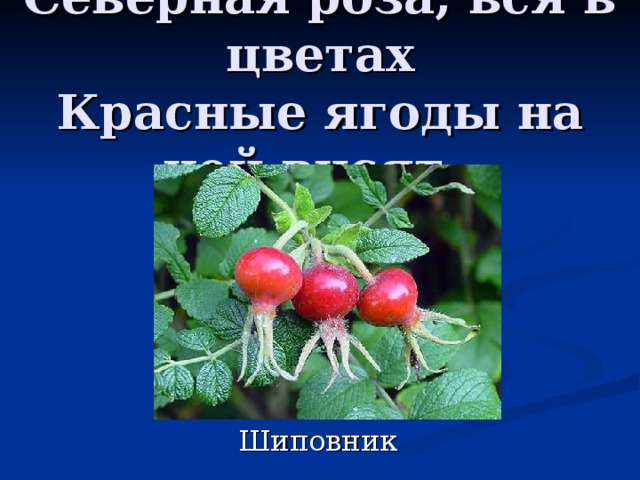 Северная роза, вся в цветах  Красные ягоды на ней висят. 