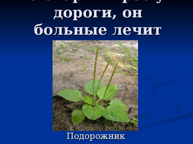 Лекарь вырос у дороги, он больные лечит ноги. 