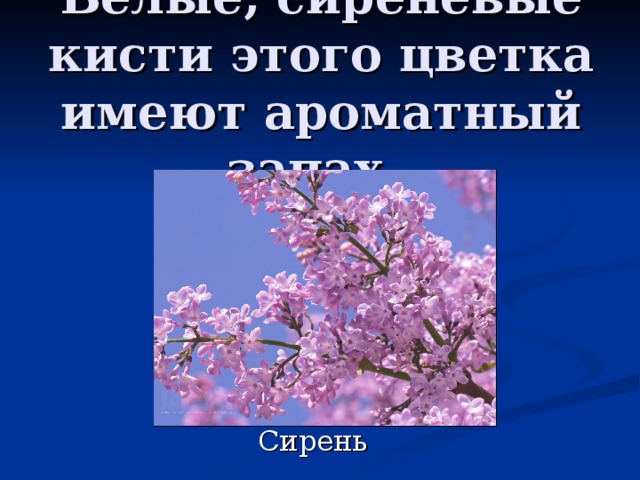 Белые, сиреневые кисти этого цветка имеют ароматный запах. 