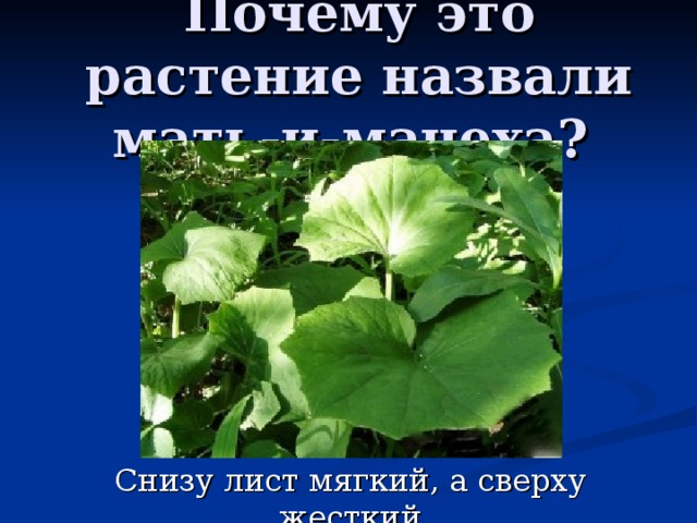 Почему это растение назвали мать-и-мачеха? 