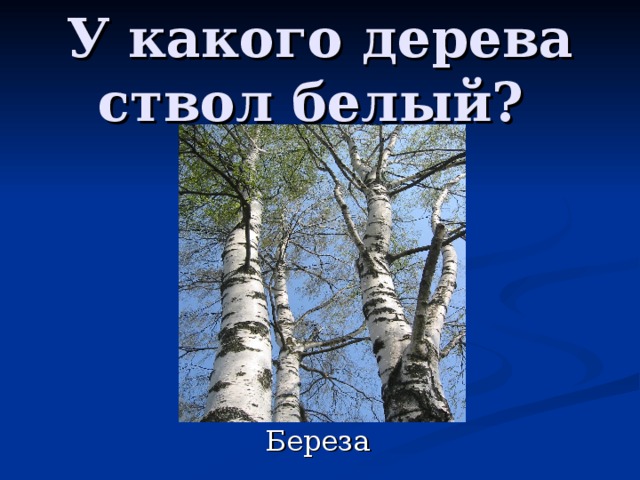 У какого дерева ствол белый? 