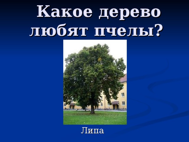 Какое дерево любят пчелы? 