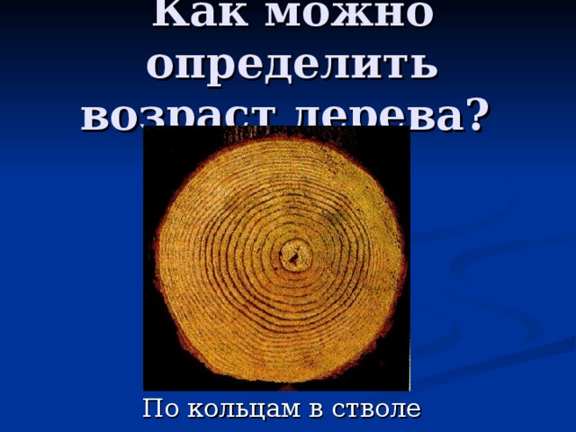 Как можно определить возраст дерева? 
