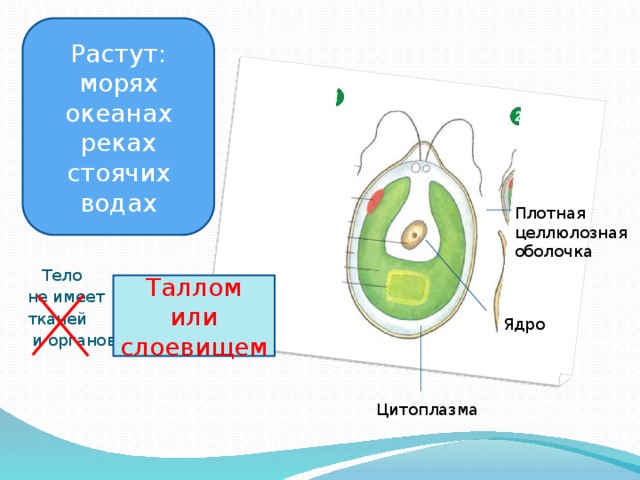 У водорослей тело представлено