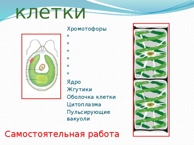 Обычная клетка