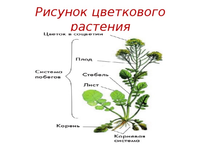 Рисунок цветкового. Схема побега цветкового растения 5 класс. Зарисовка побега цветкового растения. Герань органы растения. Побег цветкового растения схема 5.