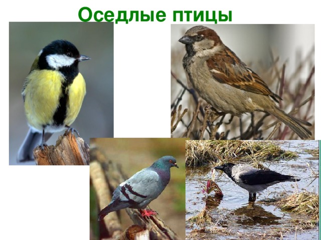 Оседлые это какие. Оседлые птицы птицы. Оседлые птицы названия. Оседлые городские птицы. Оседлые птицы Нижегородской области.