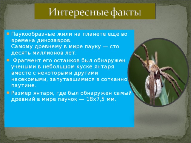 Паукообразные жили на планете еще во времена динозавров.  Самому древнему в мире пауку — сто десять миллионов лет.  Фрагмент его останков был обнаружен учеными в небольшом куске янтаря вместе с некоторыми другими насекомыми, запутавшимися в сотканной паутине. Размер янтаря, где был обнаружен самый древний в мире паучок — 18х7,5 мм. 