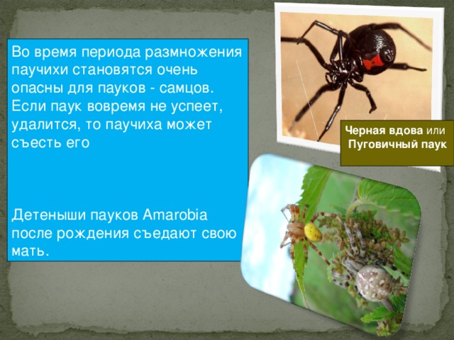 Во время периода размножения паучихи становятся очень опасны для пауков - самцов. Если паук вовремя не успеет, удалится, то паучиха может съесть его Детеныши пауков Amarobia после рождения съедают свою мать. Черная вдова или  Пуговичный паук  