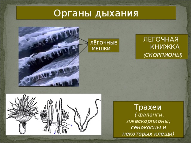 Органы дыхания ЛЁГОЧНАЯ  КНИЖКА  (СКОРПИОНЫ) ЛЁГОЧНЫЕ  МЕШКИ Трахеи   ( фаланги, лжескорпионы , сенокосцы и некоторых клещи) 