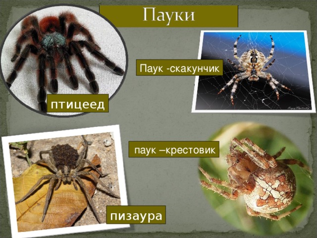 Паук -скакунчик птицеед  паук –крестовик пизаура 