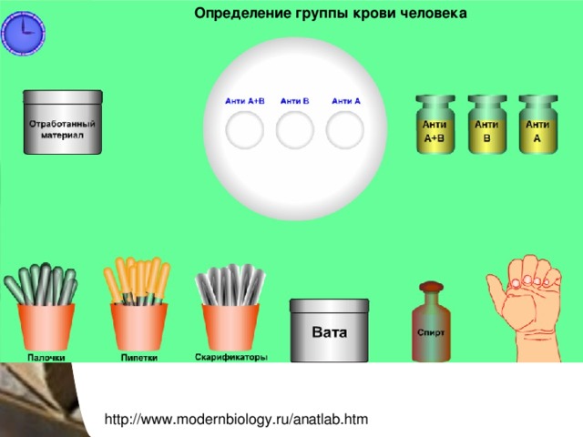 Определение группы крови человека  http://www.modernbiology.ru/anatlab.htm 