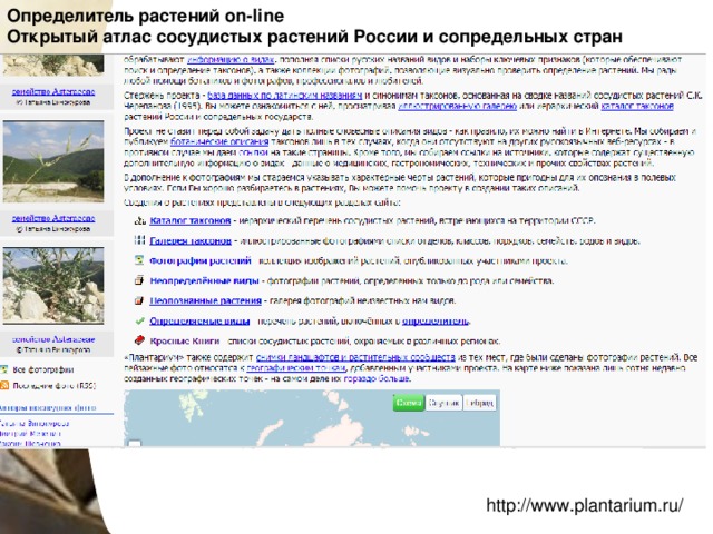 Определитель растений on-line   Открытый атлас сосудистых растений России и сопредельных стран http://www.plantarium.ru/ 