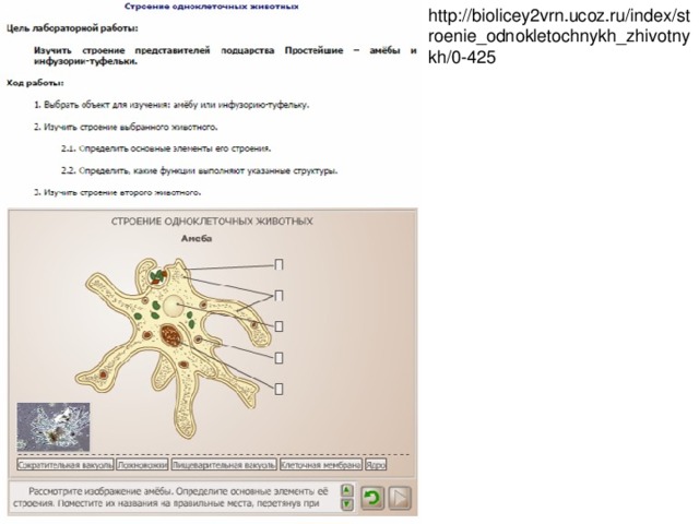 Биология 7 класс лабораторная 5. Лабораторная работа строение простейших. Лабораторная работа строение одноклеточных животных. Лабораторная работа по строению одноклеточных. Лабораторная работа строение одноклеточных.