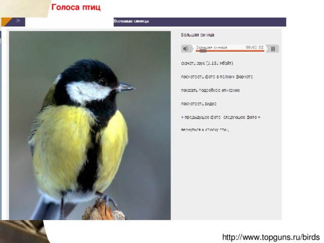 Голоса птиц  http://www.topguns.ru/birds 