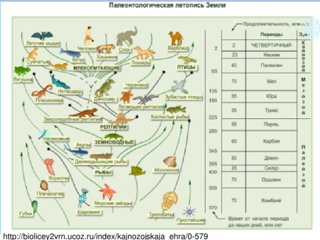 Схема развития органического мира