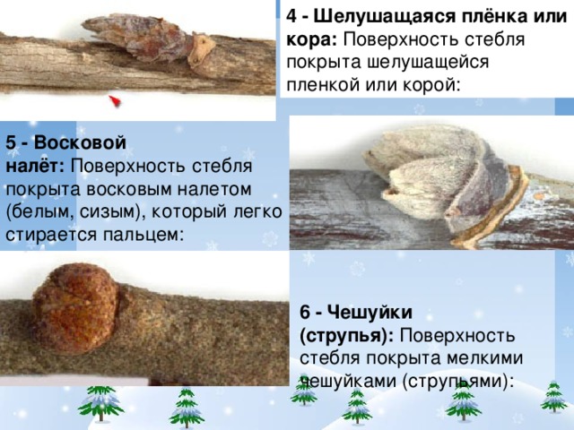 Восковой налет у растений примеры