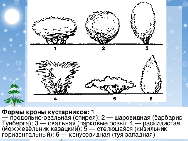 Деревья кустовидного типа примеры