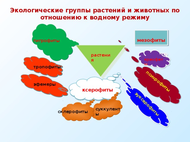 Экологические группы растений и животных по отношению к водному режиму психрофиты эуксерофиты мезофиты гигрофиты растения криофиты тропофиты эфемеры ксерофиты суккуленты склерофиты 