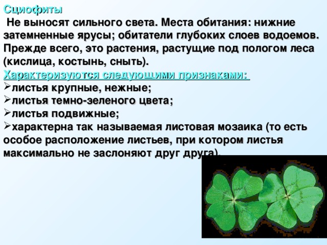 Сциофиты  Не выносят сильного света. Места обитания: нижние затемненные ярусы; обитатели глубоких слоев водоемов. Прежде всего, это растения, растущие под пологом леса (кислица, костынь, сныть). Характеризуются следующими признаками: листья крупные, нежные; листья темно-зеленого цвета; листья подвижные; характерна так называемая листовая мозаика (то есть особое расположение листьев, при котором листья максимально не заслоняют друг друга).  