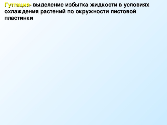 Гуттация- выделение избытка жидкости в условиях охлаждения растений по окружности листовой пластинки 