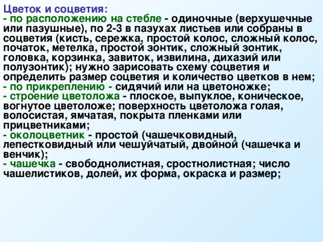 Цветок и соцветия: - по расположению на стебле - одиночные (верхушечные или пазушные), по 2-3 в пазухах листьев или собраны в соцветия (кисть, сережка, простой колос, сложный колос, початок, метелка, простой зонтик, сложный зонтик, головка, корзинка, завиток, извилина, дихазий или полузонтик); нужно зарисовать схему соцветия и определить размер соцветия и количество цветков в нем; - по прикреплению - сидячий или на цветоножке; - строение цветоложа - плоское, выпуклое, коническое, вогнутое цветоложе; поверхность цветоложа голая, волосистая, ямчатая, покрыта пленками или прицветниками; - околоцветник - простой (чашечковидный, лепестковидный или чешуйчатый, двойной (чашечка и венчик); - чашечка - свободнолистная, сростнолистная; число чашелистиков, долей, их форма, окраска и размер; 