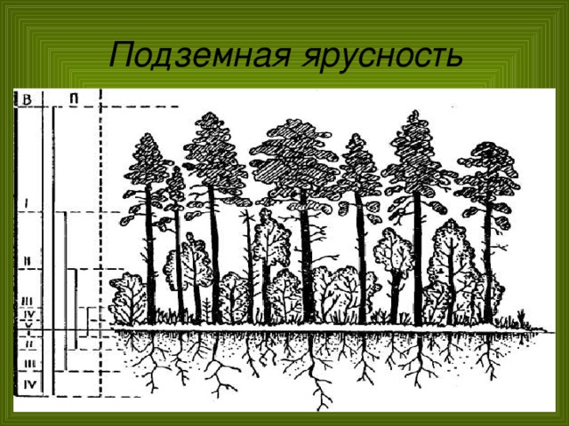 Схема ярусности в лесу