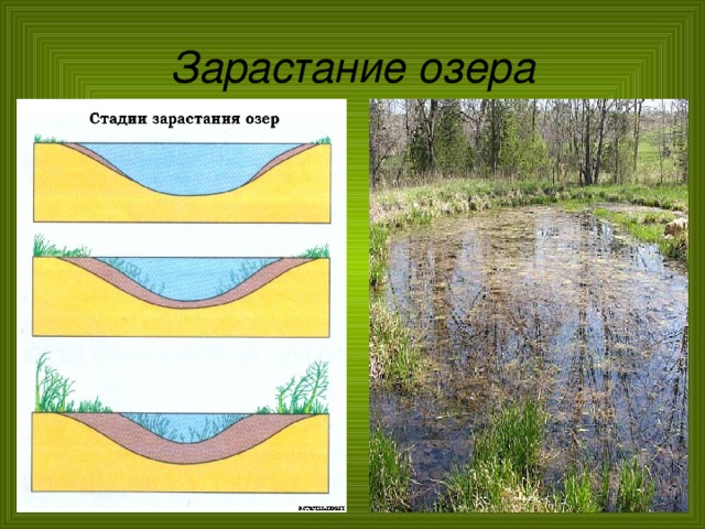 Схема зарастания озера