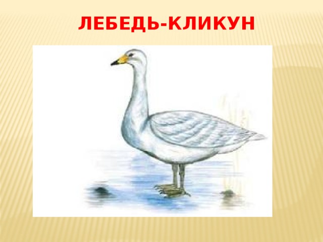 Лебедь кликун рисунок