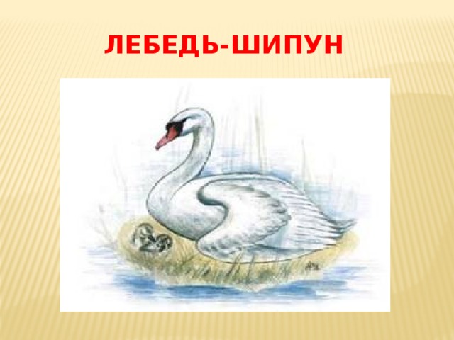 Лебедь шипун нарисовать