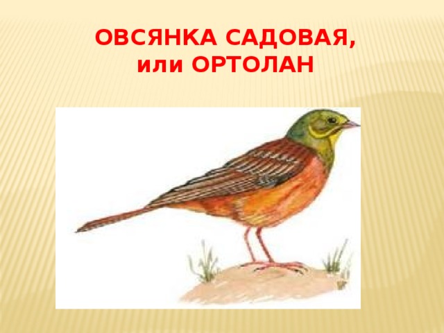 Овсянка птица рисунок