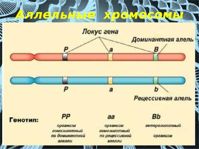 Что означает локус. Локус и аллель. Ген и Локус. Локусы хромосом. Генные локусы.