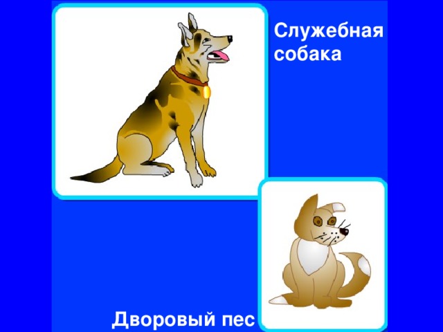 Служебная собака Дворовый пес 