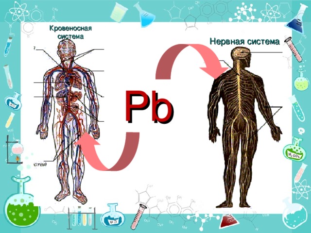 Кровеносная система Нервная система Pb 