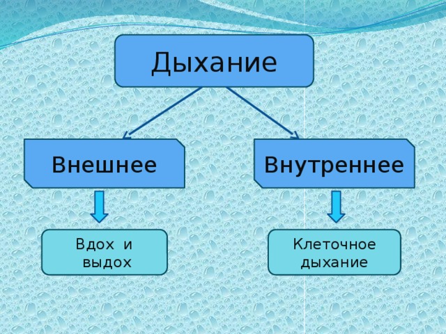 Внешнее дыхание картинка