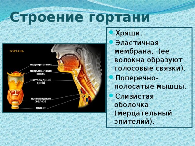 Образована поперечная. Строение оболочек гортани. Оболочки гортани анатомия. Наружная оболочка гортани.