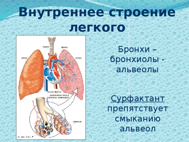 Особенности строения легких. Внутреннее строение лёгких. Легкие внутренне строение. Строение легких бронхи альвеолы бронхиолы. Строение лёгких внутри.