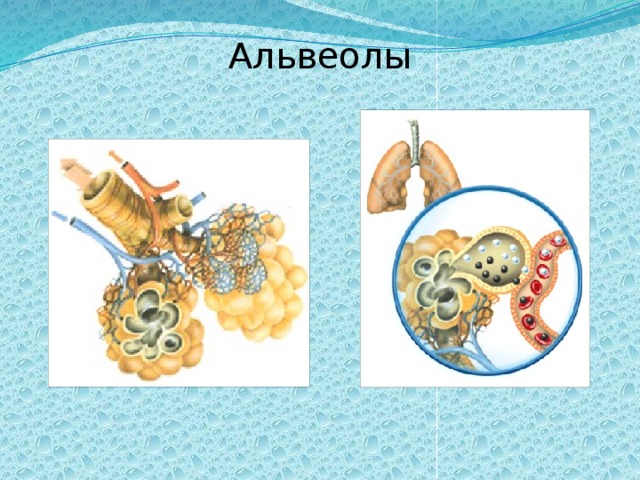 Альвеолы это. Альвеолы. Альвеолы в разрезе. Альвеолы рисунок. Строение альвеол человека.