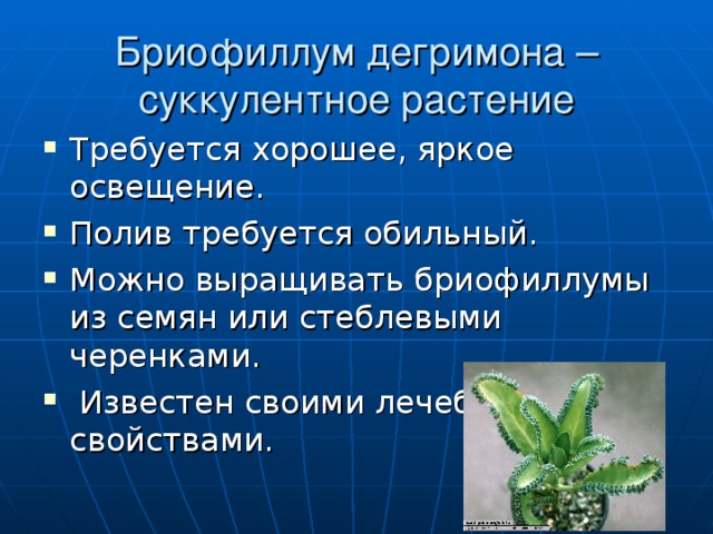 Бриофиллум дегримона – суккулентное растение Требуется хорошее, яркое освещение. Полив требуется обильный. Можно выращивать бриофиллумы из семян или стеблевыми черенками.  Известен своими лечебными свойствами.  
