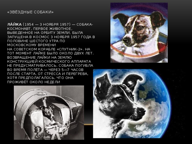  «Звёздные собаки»    Ла́йка  (1954 — 3 ноября 1957) — собака-космонавт, первое животное, выведенное на орбиту Земли. Была запущена в космос 3 ноября 1957 года в половине шестого утра по московскому времени на советском корабле «Спутник-2». На тот момент Лайке было около двух лет.  Возвращение Лайки на Землю конструкцией космического аппарата не предусматривалось. Собака погибла во время полёта — через 5—7 часов после старта, от стресса и перегрева, хотя предполагалось, что она проживёт около недели   