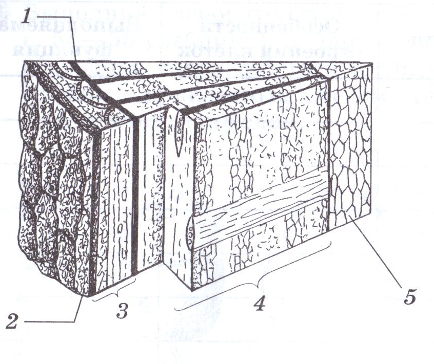 Строение стебля дерева 6. Слои на стволе спиленного дерева биология 6. Слои спиленного дерева биология. Слои на стволе спиленного дерева рисунок. Подпишите слои на стволе спиленного дерева биология.