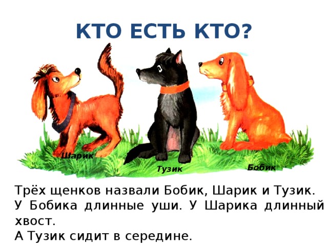 КТО ЕСТЬ КТО? Шарик Бобик Тузик Трёх щенков назвали Бобик, Шарик и Тузик. У Бобика длинные уши. У Шарика длинный хвост. А Тузик сидит в середине. 