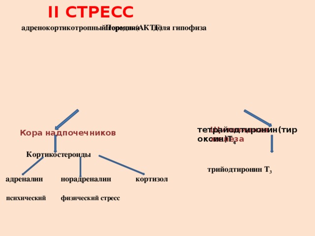 Адреналин и кортизол. Кортизол адреналин стресс. Кортизол и норадреналин. Адреналин и норадреналин стресс. Кортизол уходит в норадреналин адреналин.