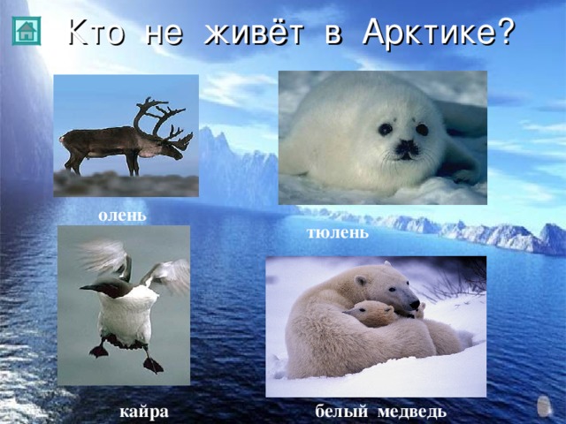Кто не живёт в Арктике? олень тюлень  кайра белый медведь 
